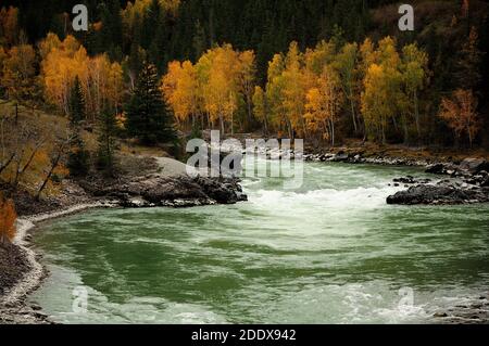 Der türkisfarbene Fluss fließt von den Bergen in einem stürmischen Strom, umgeben von hohen Berggipfeln. Argut Fluss, Altai, Sibirien, Russland. Stockfoto