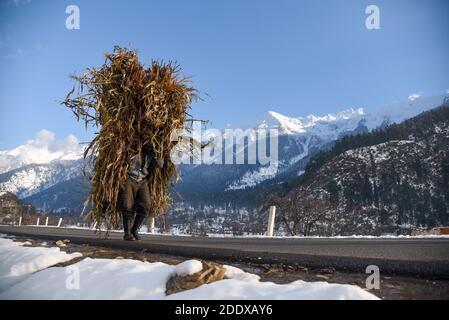 Ganderbal, Indien. November 2020. Ein Mann trägt Gras für Cattles vorbei schneebedeckten Bergen nach einem Schneefall in Ganderbal Kaschmir.Wetter verbessert sich in Kaschmir Indien nach 3 Tagen, Tag Temperatur steigt, während Nacht Temperatur weiter zu tauchen. Kredit: SOPA Images Limited/Alamy Live Nachrichten Stockfoto