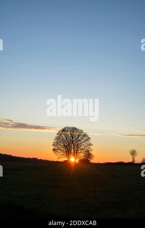 Silhouette Buche im Herbst bei Sonnenuntergang. Chipping Norton, Cotswolds, Oxfordshire, England Stockfoto