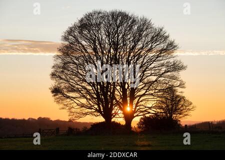 Silhouette Buche im Herbst bei Sonnenuntergang. Chipping Norton, Cotswolds, Oxfordshire, England Stockfoto