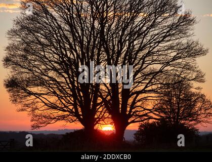 Silhouette Buche im Herbst bei Sonnenuntergang. Chipping Norton, Cotswolds, Oxfordshire, England Stockfoto