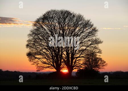 Silhouette Buche im Herbst bei Sonnenuntergang. Chipping Norton, Cotswolds, Oxfordshire, England Stockfoto