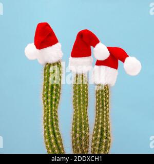 Lustige Weihnachtsdekoration Kaktus in roten Weihnachtsmann Hüte. Quadratisches Bild Stockfoto