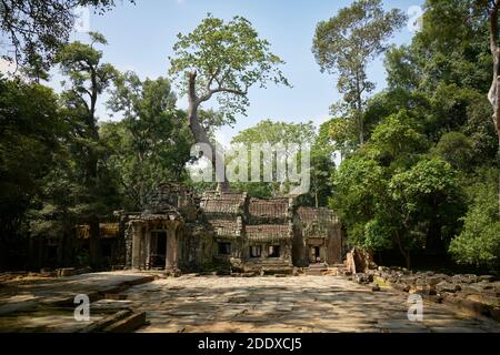 TA Prohm ist der moderne Name des Tempels in Siem Reap, im Bayon-Stil weitgehend im späten 12. Jahrhundert ursprünglich Rajavihara genannt gebaut. Stockfoto