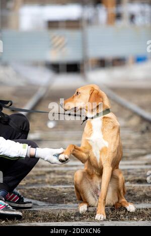 Streunender Hund gibt Pfote, um Freiwillige, die sich um sie kümmert. Konzept von Vertrauen und Hilfe. Schutz Stockfoto