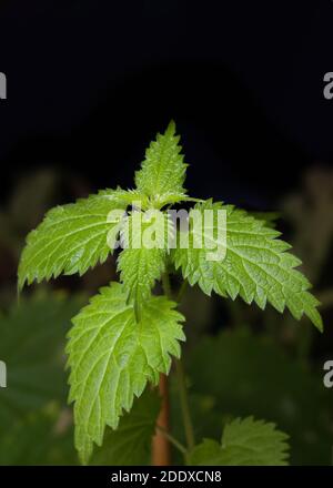 Busch von Brennnesseln mit flauschigen grünen Blättern an Dunkler Hintergrund Stockfoto