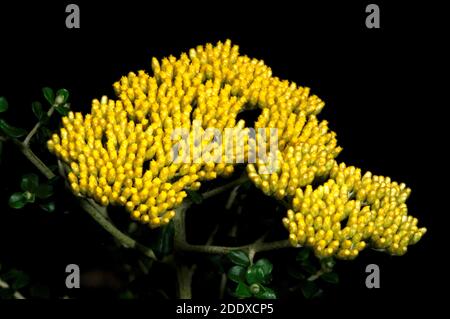 Grey Everlasting hat graues Laub - keine grauen Blüten. Mir gefällt dieses Foto, weil der Blumenkopf wie eine Karte von Australien aussieht. Stockfoto