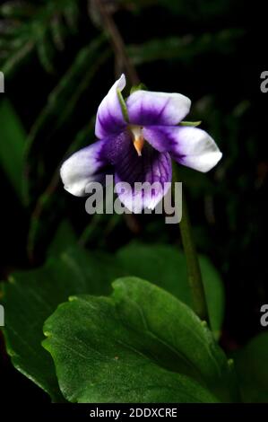 Diese Efeublättrigen Violetten (Viola hederacea) sind wirklich verbreitet - aber sehr klein - also auf dem Boden liegen ist erforderlich! Stockfoto