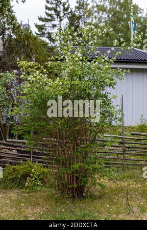 Mock Orange, Schersmin (Philadelphus coronarius) Stockfoto