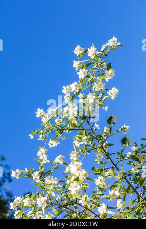 Mock Orange, Schersmin (Philadelphus coronarius) Stockfoto