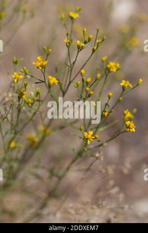 Gelbe Blütenstände, Broom Snakeweed, Gutierrezia Sarothrae, Asteraceae, heimischer Unterstrauch in den San Bernardino Mountains, Transverse Ranges, Sommer. Stockfoto