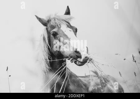 Junges Mini-Pony-Pferd in schwarz und weiß Stockfoto