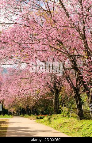 Rosa Blumentunnel von Sakura oder Wild Himalayan Cherry Baum Im Outdoor-Park am Khun Wang Royal Project von Chiang Mai, Thailand Stockfoto