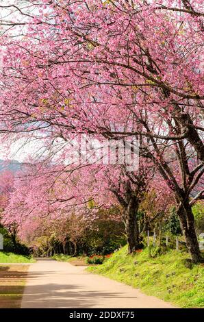 Rosa Blumentunnel von Sakura oder Wild Himalayan Cherry Baum Im Outdoor-Park am Khun Wang Royal Project von Chiang Mai, Thailand Stockfoto