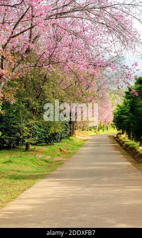 Rosa Blumentunnel von Sakura oder Wild Himalayan Cherry Baum Im Outdoor-Park am Khun Wang Royal Project von Chiang Mai, Thailand Stockfoto