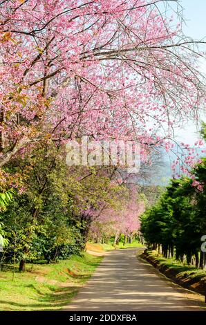 Rosa Blumentunnel von Sakura oder Wild Himalayan Cherry Baum Im Outdoor-Park am Khun Wang Royal Project von Chiang Mai, Thailand Stockfoto