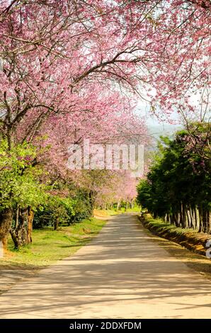 Rosa Blumentunnel von Sakura oder Wild Himalayan Cherry Baum Im Outdoor-Park am Khun Wang Royal Project von Chiang Mai, Thailand Stockfoto