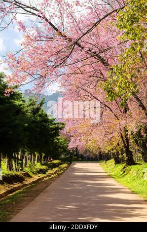 Rosa Blumentunnel von Sakura oder Wild Himalayan Cherry Baum Im Outdoor-Park am Khun Wang Royal Project von Chiang Mai, Thailand Stockfoto