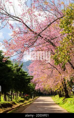 Rosa Blumentunnel von Sakura oder Wild Himalayan Cherry Baum Im Outdoor-Park am Khun Wang Royal Project von Chiang Mai, Thailand Stockfoto