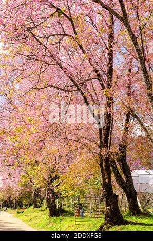 Rosa Blumentunnel von Sakura oder Wild Himalayan Cherry Baum Im Outdoor-Park am Khun Wang Royal Project von Chiang Mai, Thailand Stockfoto