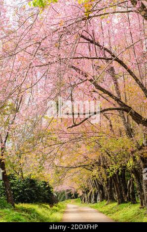 Rosa Blumentunnel von Sakura oder Wild Himalayan Cherry Baum Im Outdoor-Park am Khun Wang Royal Project von Chiang Mai, Thailand Stockfoto