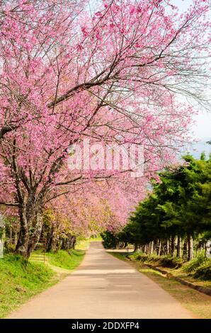 Rosa Blumentunnel von Sakura oder Wild Himalayan Cherry Baum Im Outdoor-Park am Khun Wang Royal Project von Chiang Mai, Thailand Stockfoto