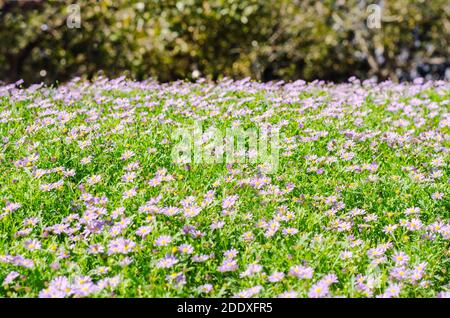 Brachycome Blumengruppe und Hintergrund von grünem Gras, blühende Pflanzen in der Aster-Familie Stockfoto