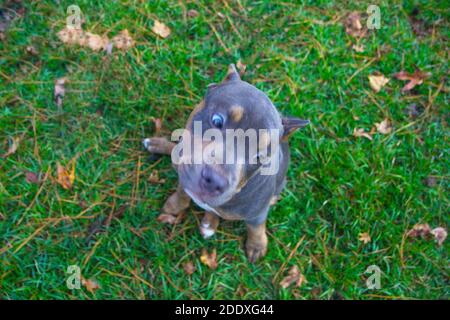 Junger Pit Bull Hund, der im grünen Gras steht Sieht lustig aus Stockfoto