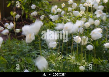 Verschwommene weiße Blumen in Bewegung. Windige Bewegung und lange Verschlusszeit. Stockfoto