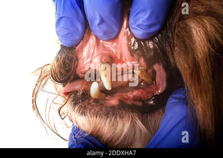 Zahnbelag vor weißem Hintergrund Stockfoto
