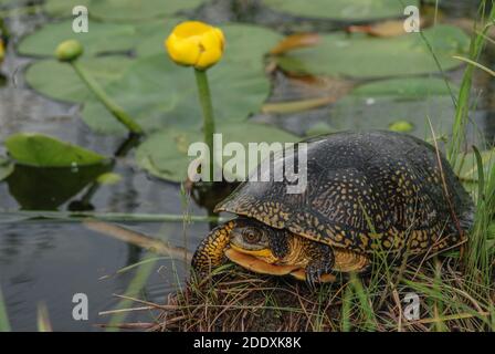 Blanding-Schildkröte (Emys blandingii oder Emydoidea blandingii) eine vom Aussterben bedrohte Schildkröte aus Wisconsin, USA. Stockfoto