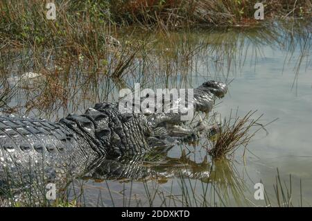 Ein großes Morelet-Krokodil (Crocodylus moreletii) im Coba-See auf der Halbinsel Yucatan in Mexiko. Stockfoto