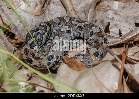 Eine östliche Hognasenschlange (Heterodon platirhinos) aus dem Kesselmoräne-Staatswald in Wisconsin. Im Blattstreu zusammengerollt. Stockfoto