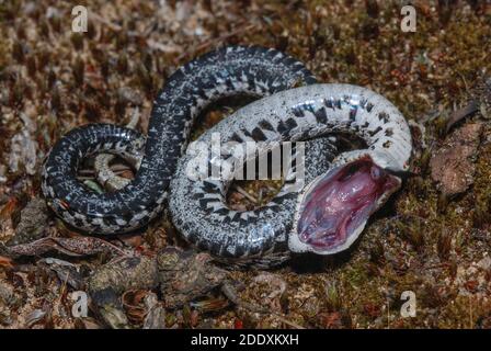 Eine östliche Hognasenschlange (Heterodon platirhinos) aus dem Kesselmoräne-Staatswald in Wisconsin. Wenn es gestört wird, täuscht es den Tod als Verteidigung vor. Stockfoto