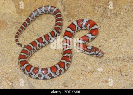 Eine kleine Ostmilchsnake (Lampropeltis triangulum) aus Wisconsin, USA. Es ist ein Jugendlicher und hat noch immer helle Farben, die mit dem Alter verblassen werden. Stockfoto