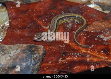 Ein südlicher, zweisäumter Salamander (Eurycea cirrigera) aus dem Mammoth Cave National Park in Kentucky. Stockfoto