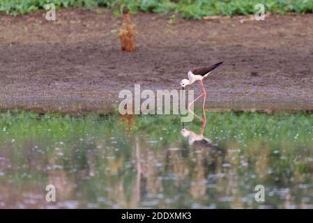 Schwarzflügelige Stit Fütterung auf Augenhöhe in natürlichen Teich. Stockfoto