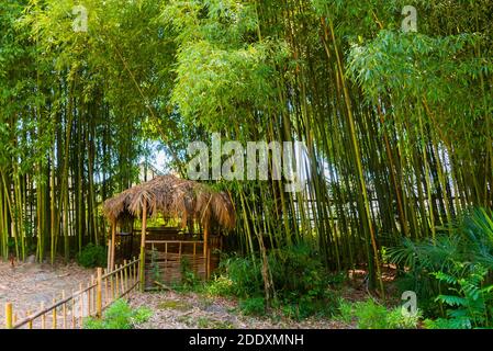 Panorama Bambuswald oder Bambushain mit Büschen Stockfoto