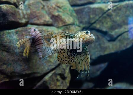 Rotlionfish oder Pterois volitans in der wilden Natur. Stockfoto