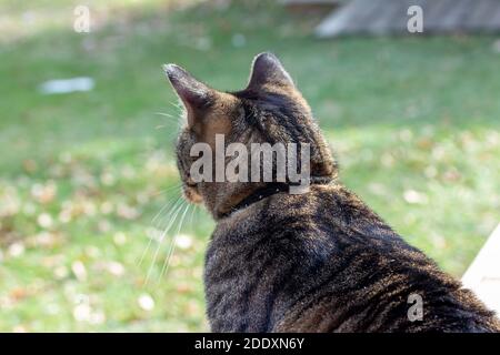 Nahaufnahme einer grauen gestreift gestromten Katze, die auf einem Holzdeck sitzt und weit von der Kamera schaut Stockfoto