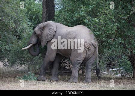 Afrikanischer Elefantenbulle (Loxodonta africana) im Wald auf der Zambezi-Hochwasserebene im Mana Pools National Park, Simbabwe. Stockfoto