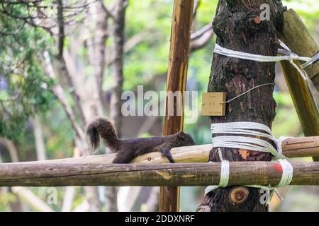 Ein Eichhörnchen im Chiang Kai Shek Memorial Hall Park in Taipei, Taiwan Stockfoto