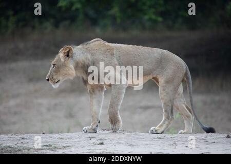 Junger männlicher Löwe (Panthera leo), der über die Zambezi-Hochwasserebene im Mana Pools National Park, Simbabwe, läuft Stockfoto