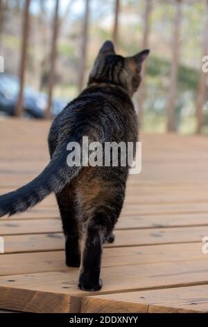 Nahaufnahme einer grauen gestreift gestromten Katze auf einer Holzterrasse, die von der Kamera aus geht Stockfoto