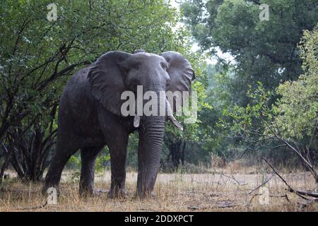 Afrikanischer Elefantenbulle mit gebrochenen Stoßzähnen, der im Regen läuft, Mana Pools National Park, Zambezi Valley, Zimbabwe. Stockfoto