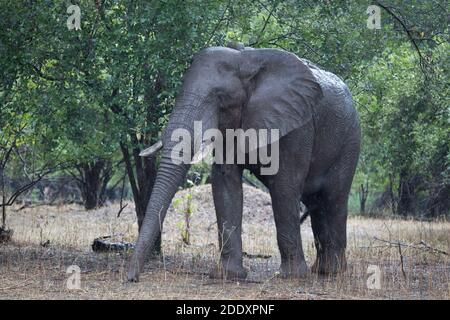 Afrikanischer Elefantenbulle mit gebrochenen Stoßzähnen, der im Regen läuft, Mana Pools National Park, Zambezi Valley, Zimbabwe. Stockfoto