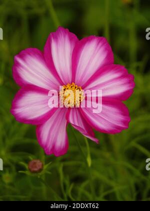Eine Nahaufnahme einer wunderschönen blühenden Kosmosblüte Mit rosa Kanten in einem Feld Stockfoto