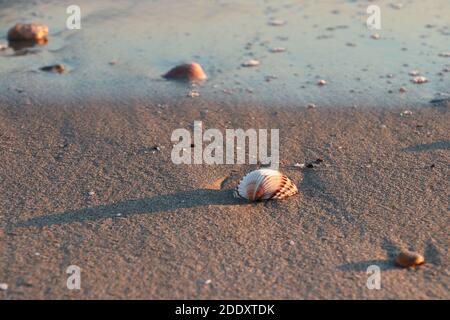 Ruhige Strände erinnern Sie an die besten Sommerferien und diese einsamen Muscheln fassen es einfach zusammen. Natur und Einfachheit Stockfoto