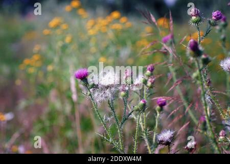 Juli auf einer Blumenwiese, gemeiner Distel in voller Blüte, verschwommener Hintergrund, Bokeh und ein Dickicht von Stielen und Spikes Stockfoto