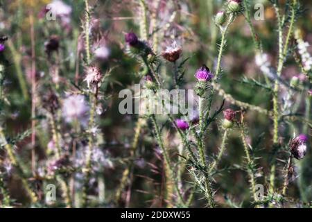 Juli auf einer Blumenwiese, gemeiner Distel in voller Blüte, verschwommener Hintergrund, Bokeh und ein Dickicht von Stielen und Spikes Stockfoto